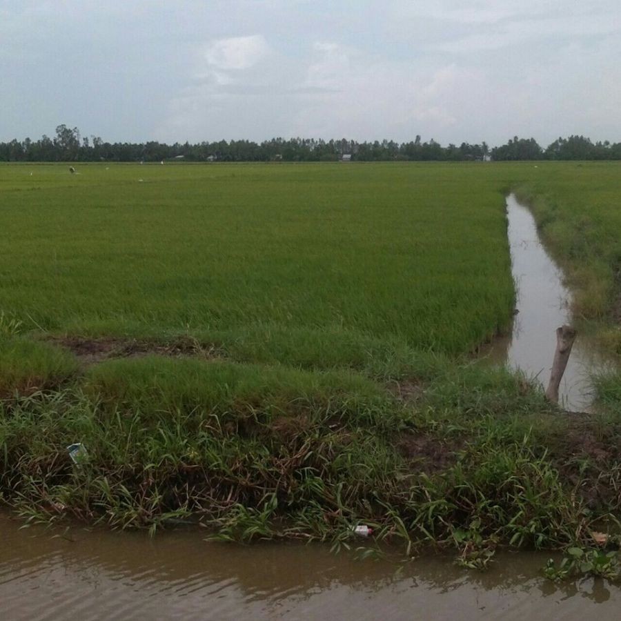 Đất ruộng, Thu Đông, Thới Quản, Gò Quao, Kiên Giang, 01242845696