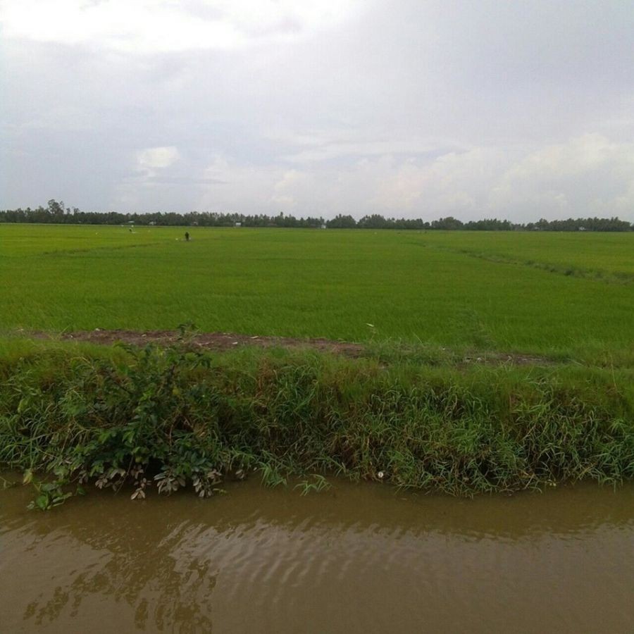 Đất ruộng, Thu Đông, Thới Quản, Gò Quao, Kiên Giang, 01242845696