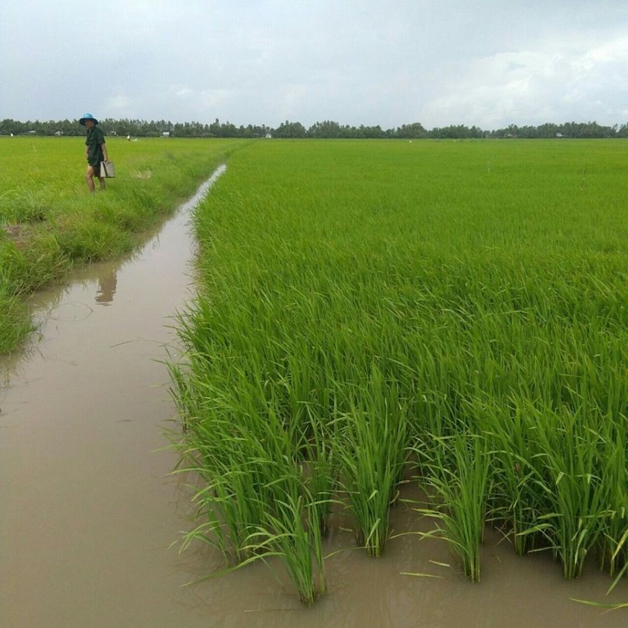 Đất ruộng, Thu Đông, Thới Quản, Gò Quao, Kiên Giang, 01242845696