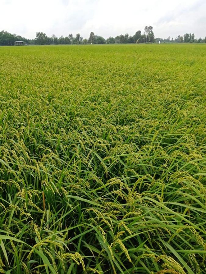 Bán 100 công ruộng mặt tiền kênh lớn huyện Kiên Lương, tỉnh Kiên Giang