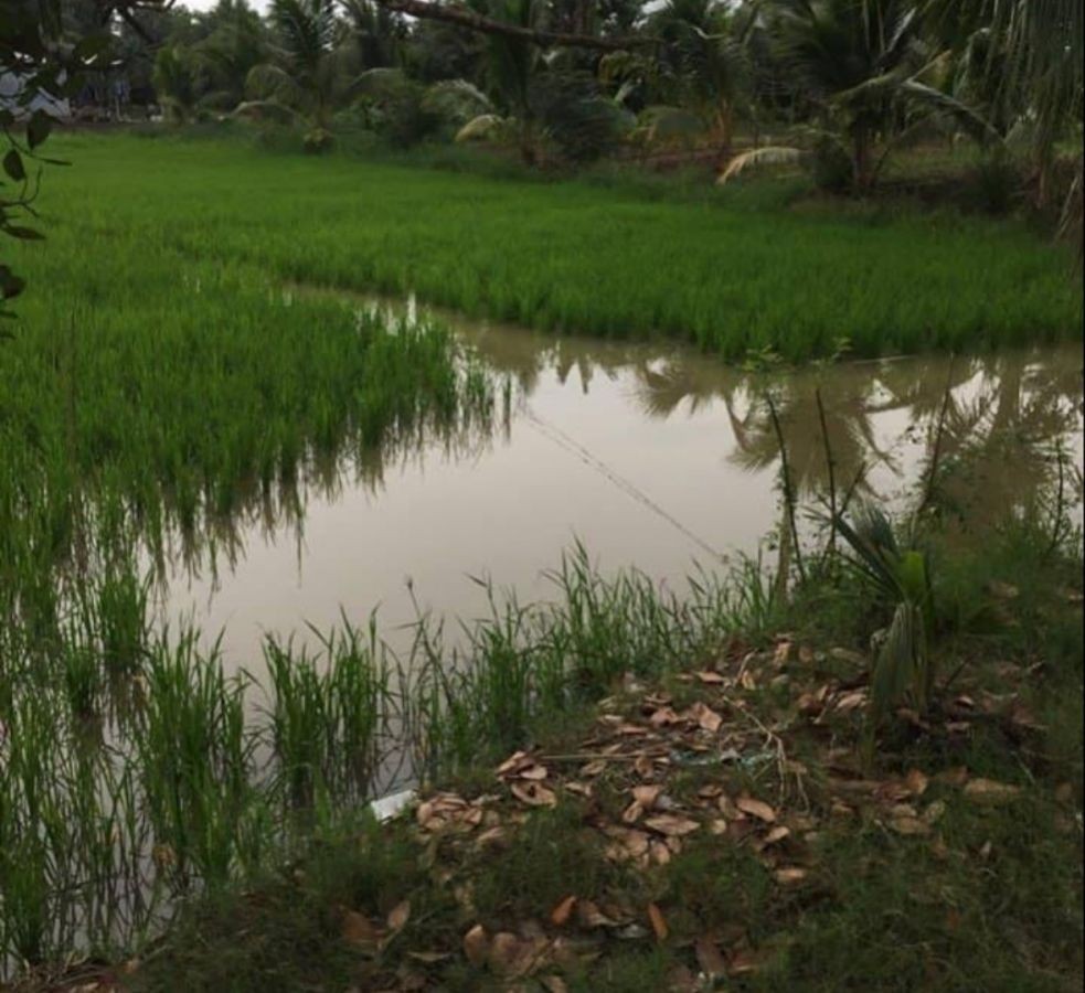 Bán gấp 8 công ruộng khu công nghiệp Thạnh Lộc, Châu Thành, Kiên Giang, 0886777662