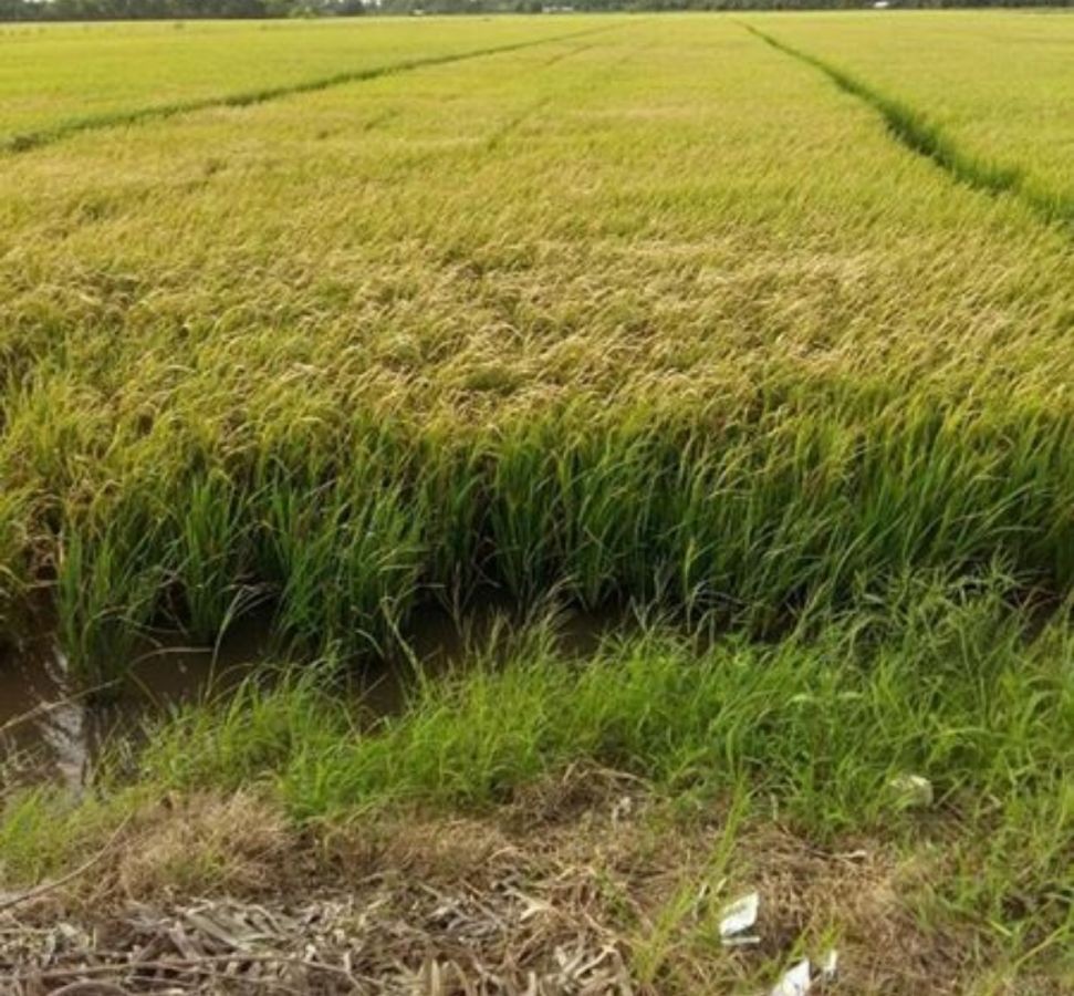 Bán đất ruộng, Giục Tượng, Châu Thành, Kiên Giang, 0915767219