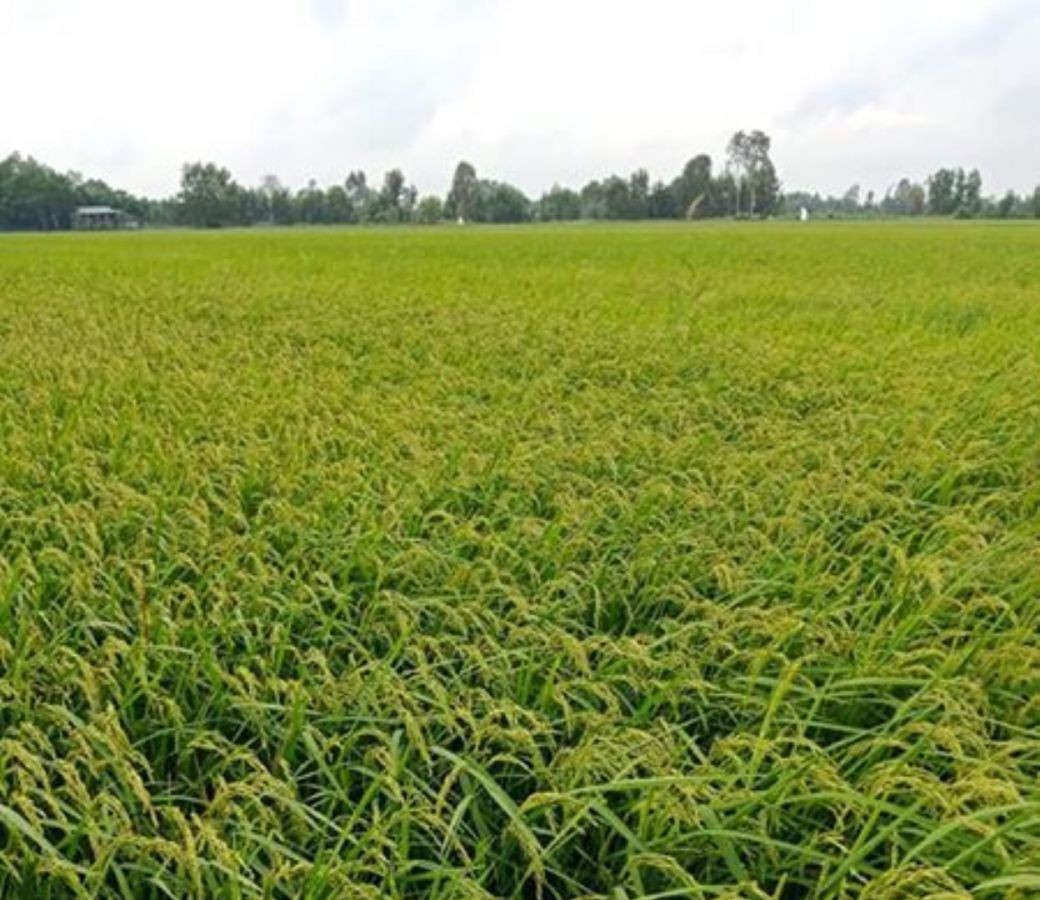 Bán 30 công ruộng Xã Hòa Điền, Huyện Kiên Lương, Tỉnh Kiên Giang, 0817484494