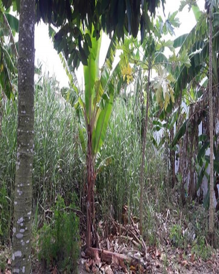 Đường Nguyễn Trung Ngạn, phường An Bình, Rạch Giá,Kiên Giang, 0976339436