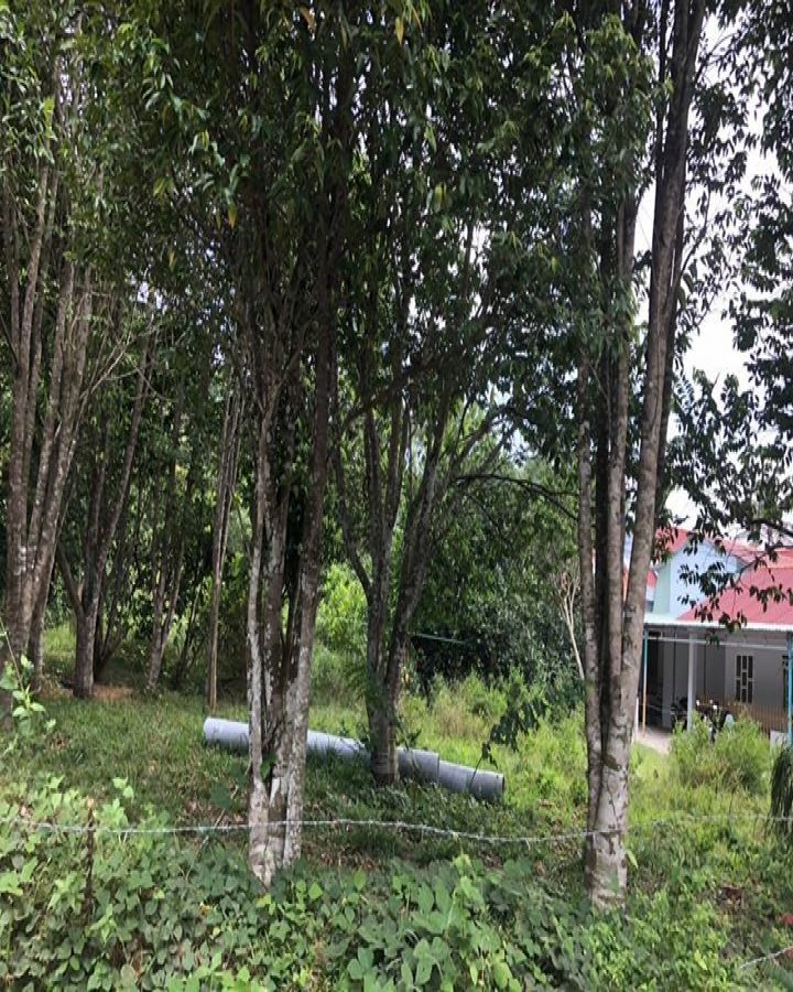 Bán đất, 2139m2 Cửa Lấp, Dương Tơ, Thành phố Phú Quốc, tỉnh Kiên Giang, 01676876957