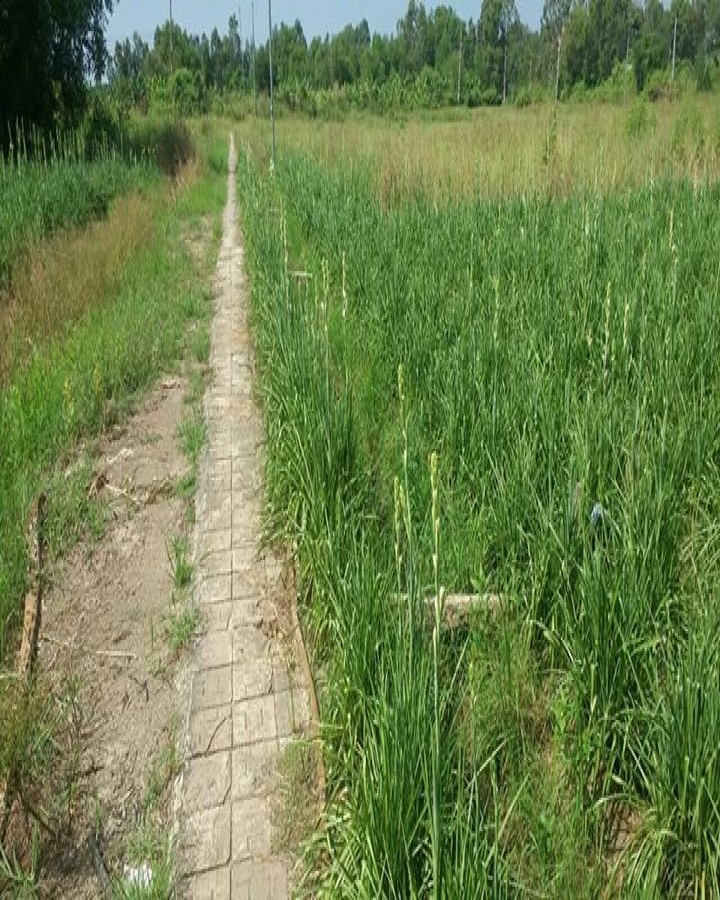 Bán đất thổ cư, Rạch Giồng, Vĩnh Quang, Rạch Giá, Kiên Giang, 0969229506