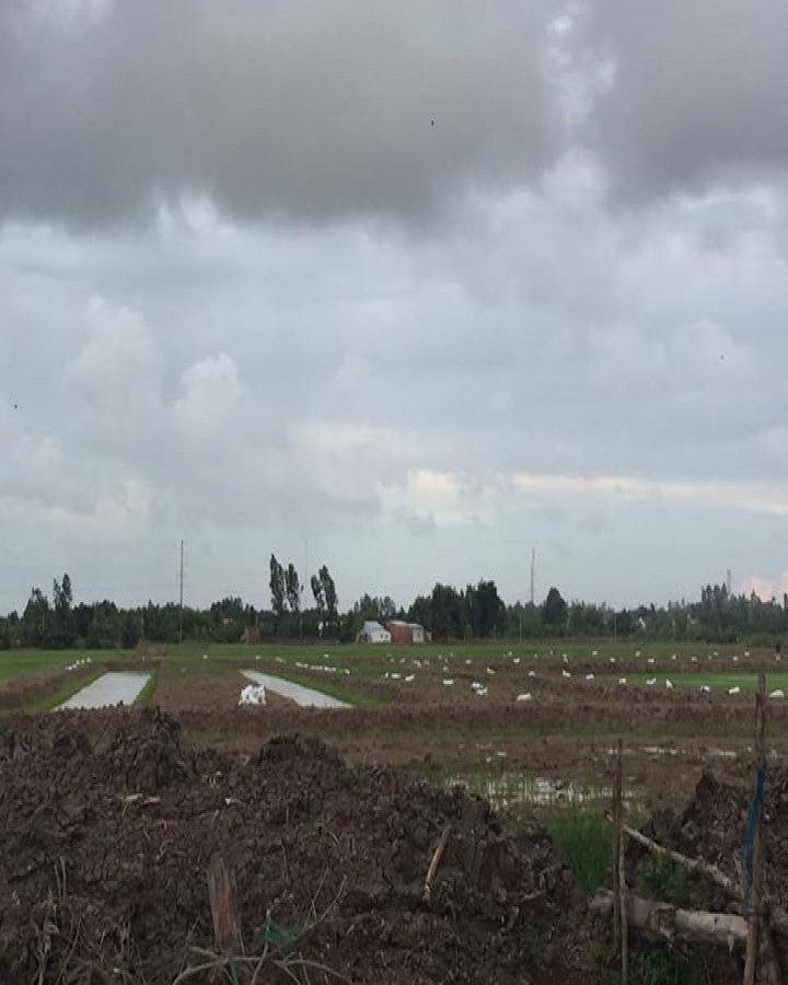 Bán 8500m2 đất ruộng, lộ Xuyên Á vào 600m