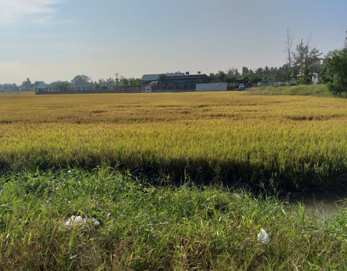 ĐẤT HUỲNH TẤN PHÁT, VĨNH HIỆP, RẠCH GIÁ, KIÊN GIANG, 25*82.9m, 3 TỶ xxx / CÔNG.   (MSNV 02)