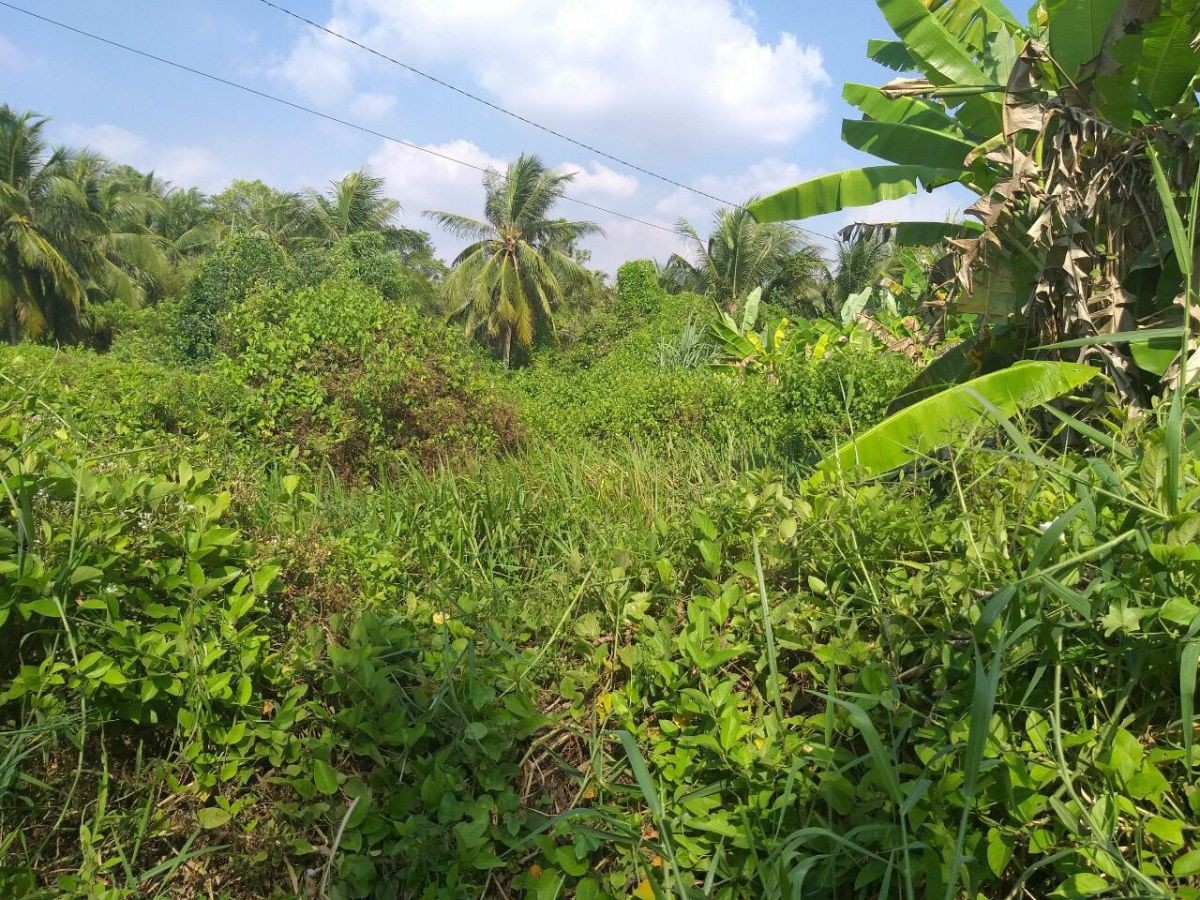 BÁN ĐẤT NỀN NGÔ THỊ SỸ, AN BÌNH, RẠC GIÁ, KIÊN GIANG, 10.42*48m, 1 TỶ 250 TRIỆU.   (MSNV 05)