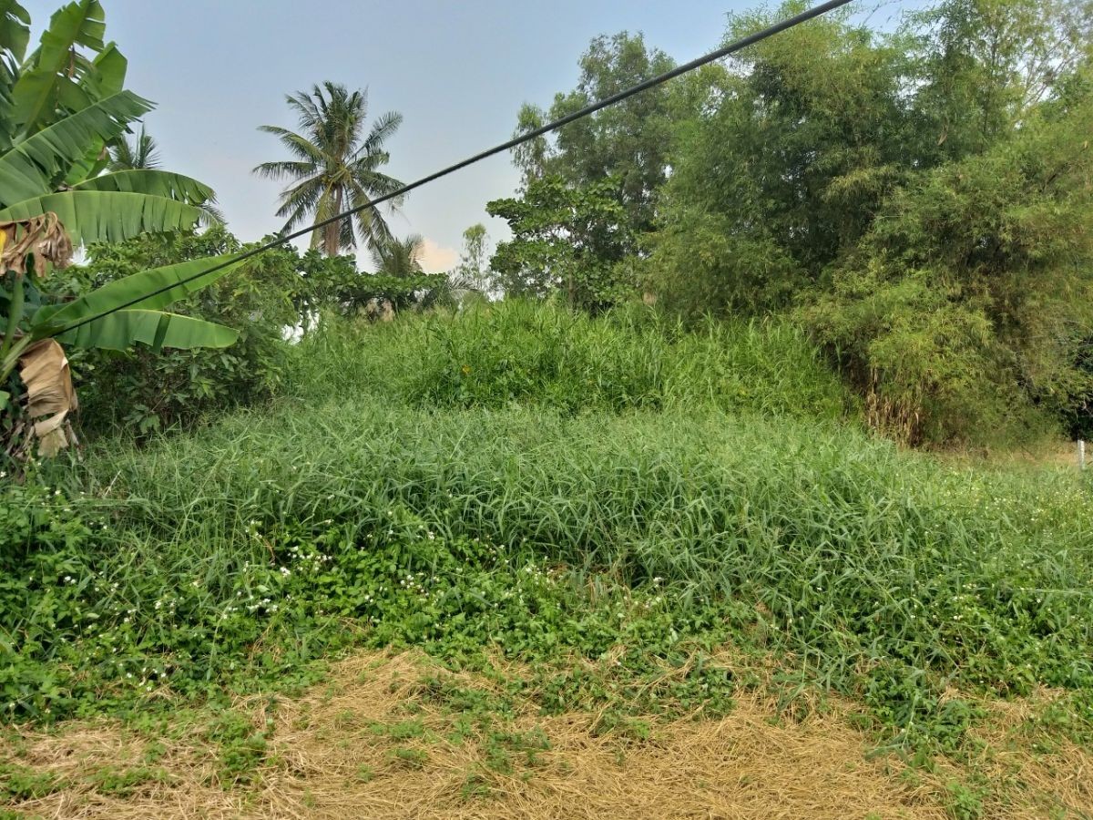 BÁN ĐẤT THẠNH LỘC, CHÂU THÀNH, KIÊN GIANG, 1051m2, 700 TRIỆU.   (MSNV 02)