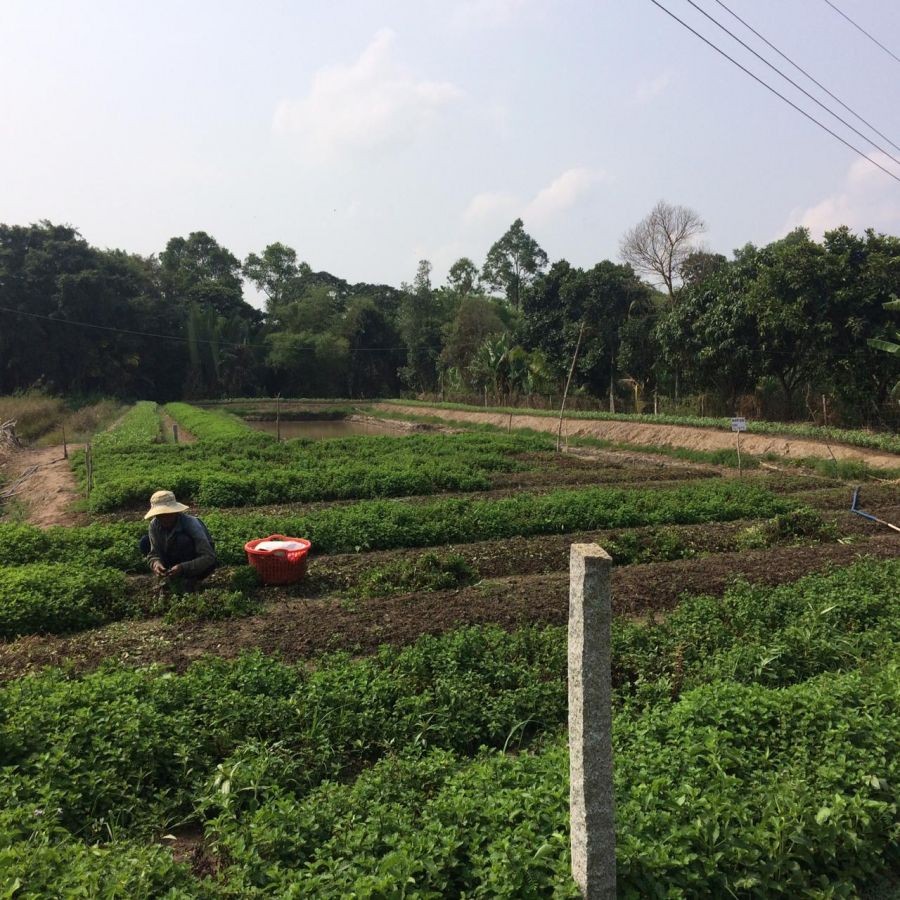 BÁN ĐẤT THẠNH LỘC, CHÂU THÀNH, KIÊN GIANG, 21*73m, 1.4 TỶ.  (MSNV 05)