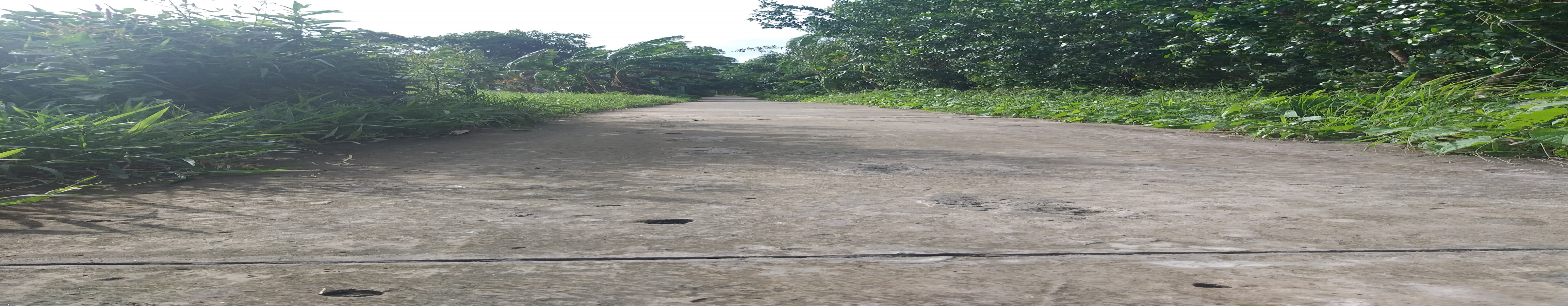 Bán đất ruộng xã Thạnh Lộc, huyện Châu Thành