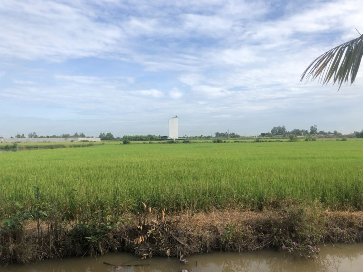 Cần bán 10 công đất ấp Tân Điền, xã Giục Tượng, huyện Châu Thành, tỉnh Kiên Giang