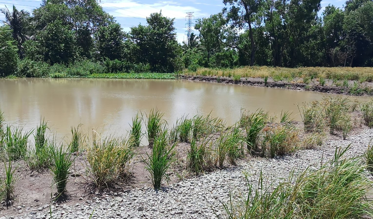 Bán đất chính chủ 12.000 m2 xã Giục Tượng huyện Châu Thành, Kiên Giang