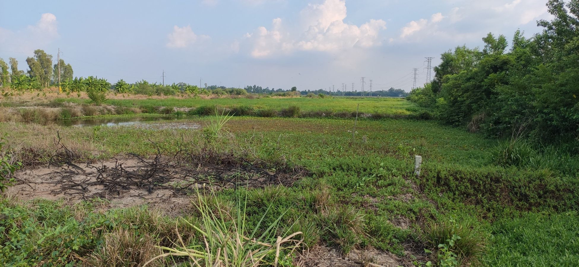 Bán đất chính chủ 12.000 m2 xã Giục Tượng huyện Châu Thành, Kiên Giang