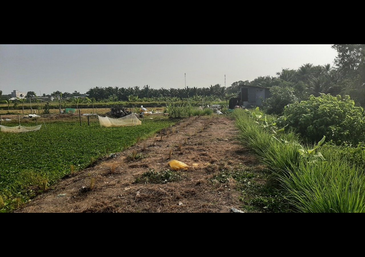 Cần bán đất ruộng Vĩnh thành B, xã Vĩnh Hòa Hiệp, huyện Châu Thành, tỉnh Kiên Giang