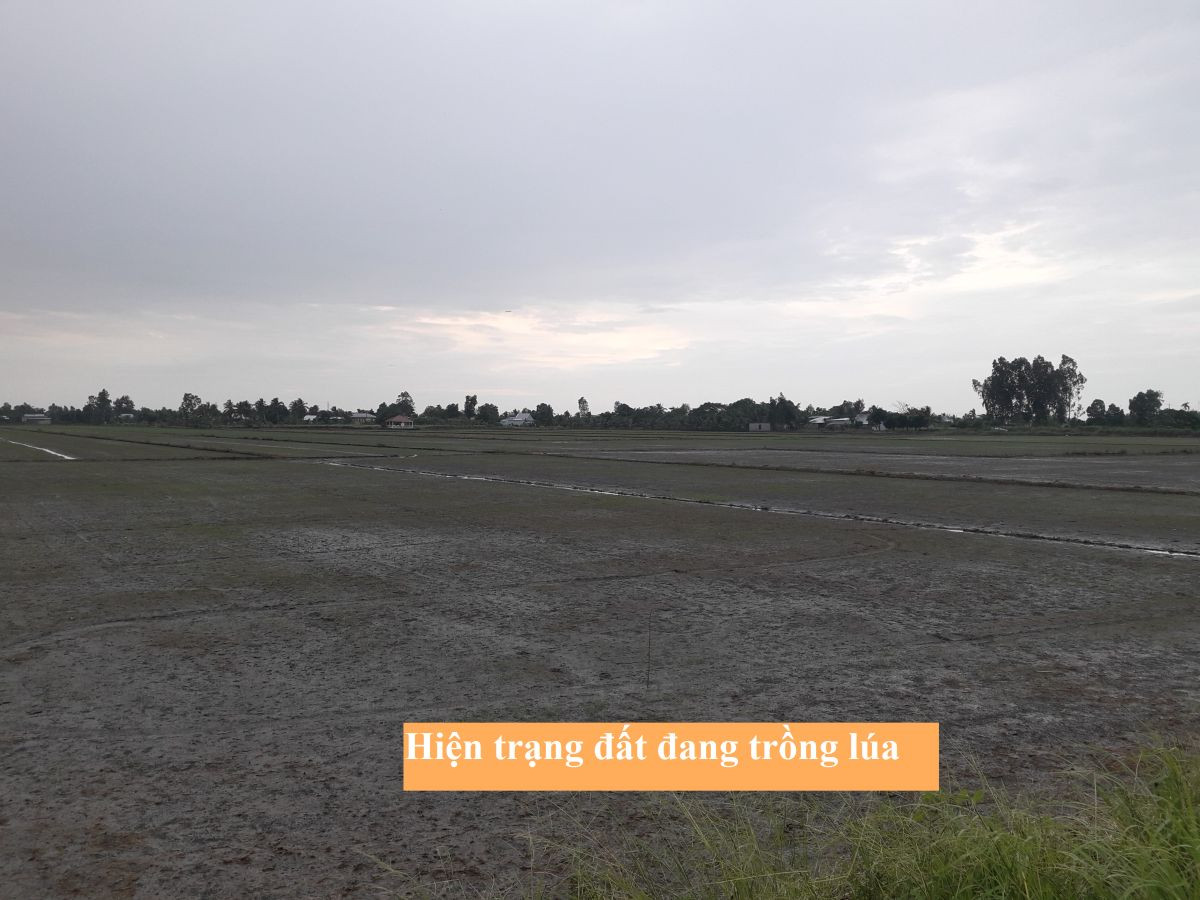 Bán 1 công đất ruộng nhánh đường cầu Đập Đá, P.Vĩnh Thông, Rạch Giá (500 triệu/công)
